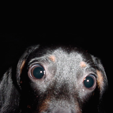 Dachshund lover from Texas, living in the Pacific Northwest