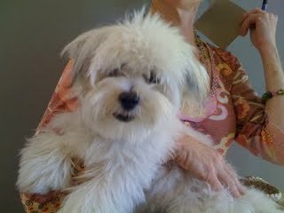 Professional pet- and house-sitter in Laguna Beach, CA. I love pets and I'm very good at what I do! Ask anyone!