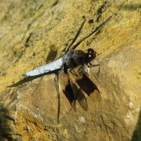 Lynn Swafford (@lynnswaf) 's Twitter Profile Photo