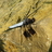 lynnswaf's profile image