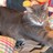 Mybuddycat's profile image