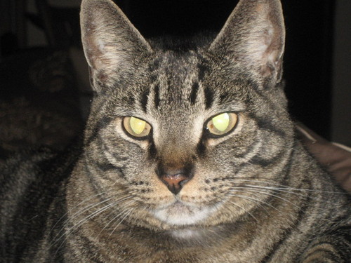 BigFatTabbyCat's profile picture. I'm not fat, I just have a glandular problem.