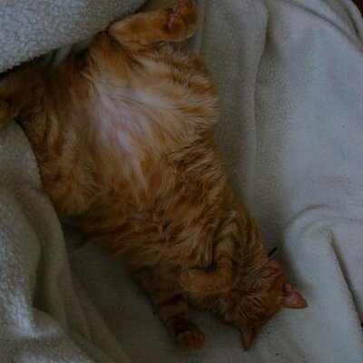 どらねこ Trashycatjapan のツイプロ