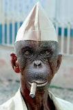 monkey