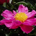 Cliftons Nursery (@buyplantsonline) Twitter profile photo