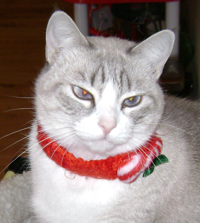 LucyTehKitteh's profile picture. A shy housecat with 3 Pugs for ani-siblings looking for friends of my own.