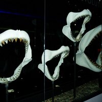 Michael Jaworski (@mtjaws) 's Twitter Profile