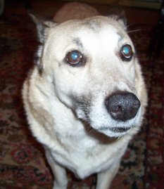 SashiMechi's profile picture. 