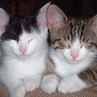 LoriiKnits's profile picture. 