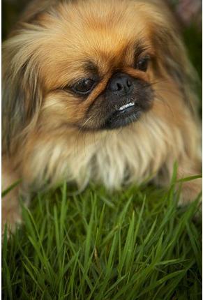 My name is Daisy! I am an 8 year old Pekingese Dog. I love to eat, poop and sleep..In that order. My favorite food is chicken and I 3 my toy monkey :-D