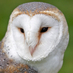 naturalscotland (@naturalscotland) Twitter profile photo naturalscotland (@naturalscotland) Twitter profile photo