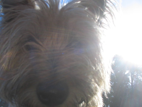 AmblingDaydream's profile picture. I am many things, but here I am nothing but wandering daydreams.