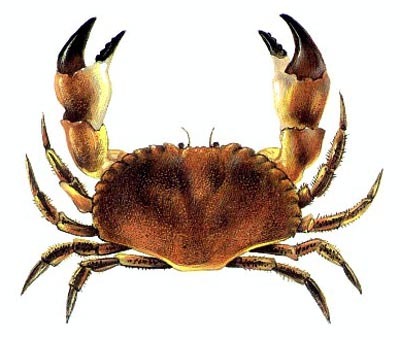 crablove's profile picture. Biologist, i major in crabs.