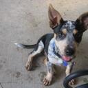 Melissa Appel - @truetexan007 - Twitter