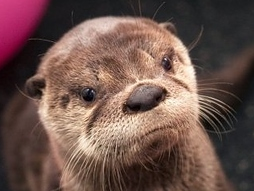 jmpetrucelli's profile picture. 