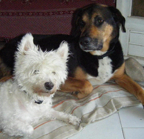 Dog-In-The-House