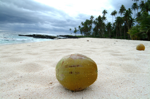 RoyalShellRents's profile picture. 