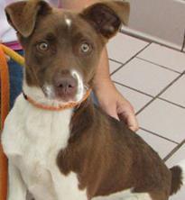 bodhi_l's profile picture. Rescued from Cuy Animal Shelter in Aug 2008