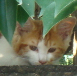 flocky