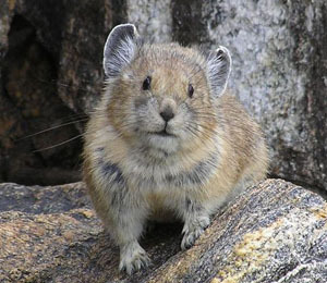 The Nevada Wilderness Project is a catalyst for wildlife habitat conservation, wilderness preservation, and smart development of renewable energy.