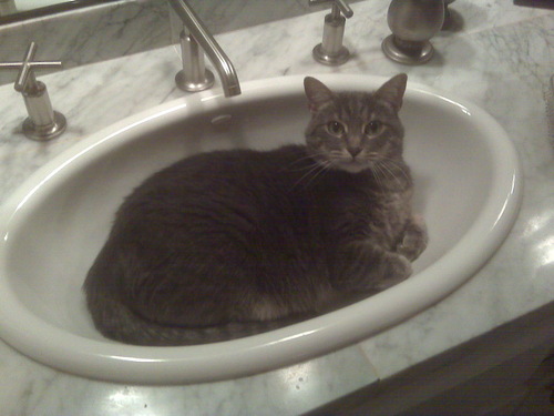 CATnamedTybee's profile picture. 