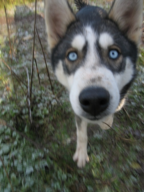 Dogzero's profile picture. Studying MSc Cancer Studies, Animal rescue, Writing, Street art, Orchards, Ultrarunning, Linux, Welsh speaking, Vegetarian, Fine art, Brain Tumour