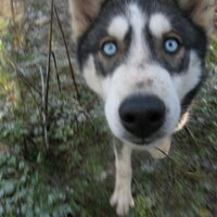 Andrew Jordan (@dogzero) Twitter profile photo