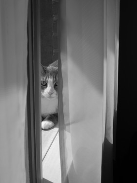 Sushi and a quart of cream...now close the door.