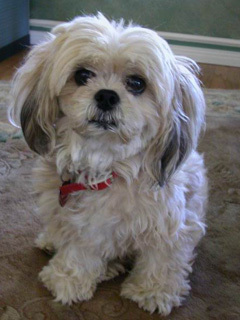 jeanlouisejirik's profile picture. Author, therapist, designer, thinker, experienced entrepreneur. Maker of things-purses, websites,books, art. Love my clients! Believe in kindness and my dogs.