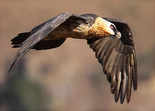 NeelsJackson's profile picture. Christian, husband, father reporter, birder, photographer