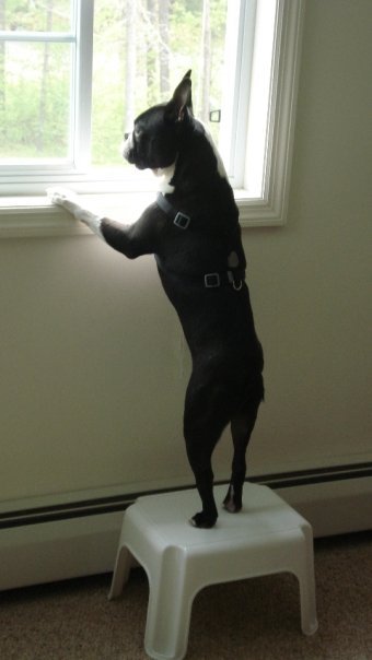 AndyTinti's profile picture. Digital Marketing Director, Toronto Maple Leaf fan, & best friend to a Boston Terrier...Views/comments/tweets are solely my own.