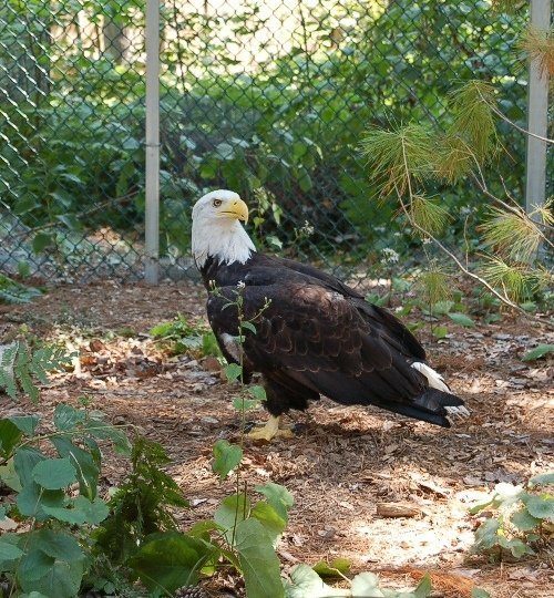 NWoods Wildlife Cntr Profile