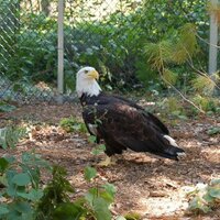 NWoods Wildlife Cntr (@savingwildlife) 's Twitter Profile