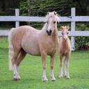 Ellen Jane grant - @welshponyluver - Twitter