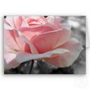 Liz Kemp - @Soonerorlaater - Twitter