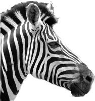 zebrawealth's profile picture. 
