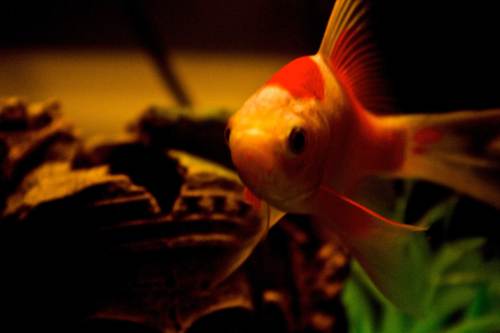 fishyfishy224's profile picture. just a fish trying to get fed