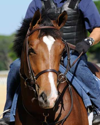 Artist, photographer and horse racing enthusiast