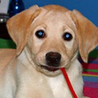 Teresa Lowery (@tlowery) 's Twitter Profile