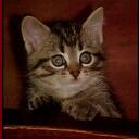 Deb Jeffs - @Ppersia - Twitter