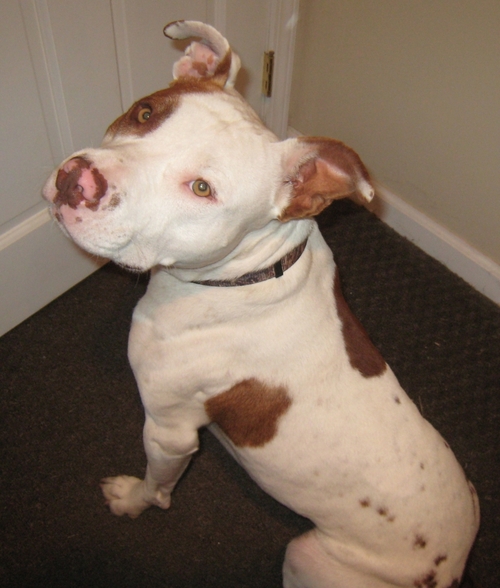 Jack_a_Rescue's profile picture. My name is Jack. I am a rescue pet looking for a foster or forever home!