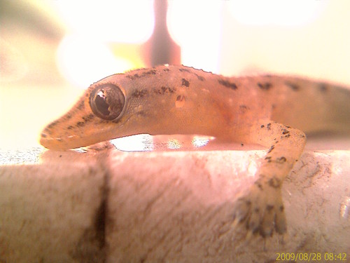 Goldenbugnangel's profile picture. I believes in Almighty God,positive energy,good thoughts.