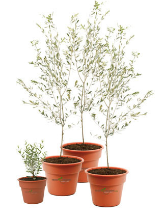 OliveTreeGifts's profile picture. Gifts for the Holidays