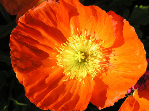 poppysdavis's profile picture. 