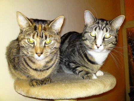 We're brother and sister pussies saved by Cats Protection & taken in by the lovely Tabatha. We tweet when she's not watching!