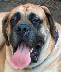 Mother to three Mastiffs,  livin' large in Houston and yes, a moderate Democrat.