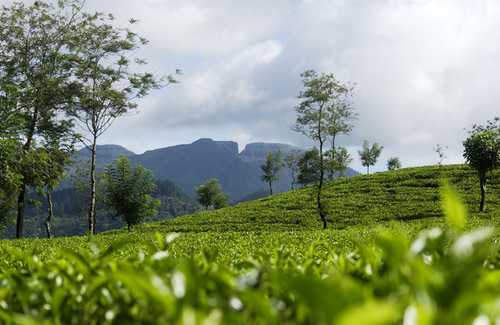 TeaCultureTeas's profile picture. 