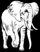 digitalelephant's profile picture. a new breed of agency to charge into the new fierce economy