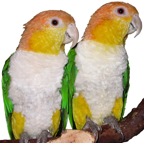 Calgary 647-619-8250
Vancouver 647-619-8250
Mississauga 647-619-8250
Ottawa 647-619-8250
Serving Companion Parrots for 23 Years!