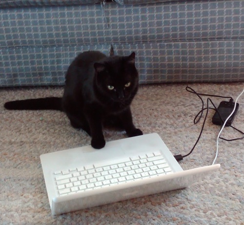 LilBlackOlive's profile picture. feral rescue kitten turned spoiled love bug